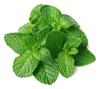 Menta (manat) | 684 | Origen:Viladecans