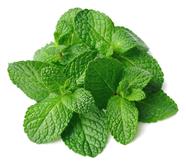 Menta (manat) | 684 | Origen:Viladecans