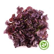 ENCIAM ROURE VERMELL | 92 | Origen: Vilassar