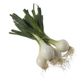 CEBA TENDRE  | 1116 | Origen: Vilassar