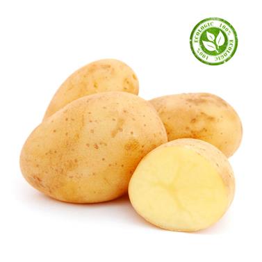 PATATA BLANCA | 11112 | Origen: Baix Llobregat 