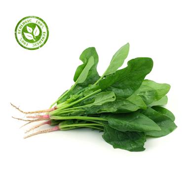 ESPINAC MANAT | 11122 | Origen: Vilassar