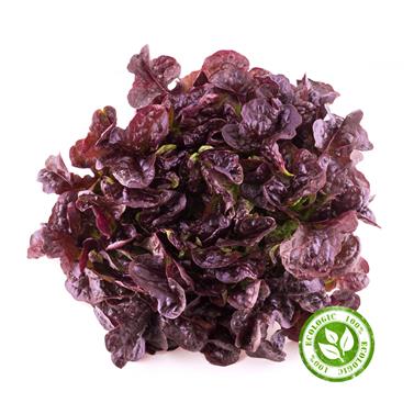 ENCIAM ROURE VERMELL | 92 | Origen: Vilassar